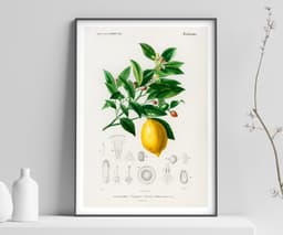 Vintage Lemon Botanical Print, Citrus Wall Art, Yellow Kitchen Decor (Giclée Paper) 4