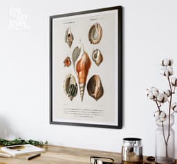 Vintage Mollusques Seashell Print, D'Orbigny Marine Illustration, Coastal Giclée Art 5