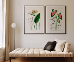 Botanical print set of 2: Bird of Paradise & Elephant Ear Wall Art, Antique Flower Illustrations, D'Orbigny Vintage Decor 10