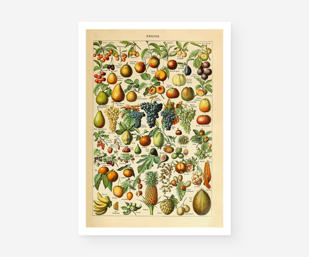 Vintage Fruit Botanical Print, Adolphe Millot Illustration, Kitchen Wall Art (Giclée)