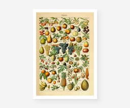 Vintage Fruit Botanical Print, Adolphe Millot Illustration, Kitchen Wall Art (Giclée) 1