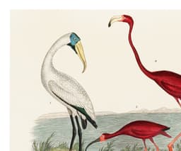 Vintage Bird Wall Art Print, Alexander Wilson's Ibis and Flamingo, Coastal Decor, Fine Art Print, Exotic Wildlife Illustration 3