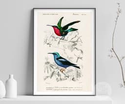 Hummingbird wall art print, vintage colibri illustration, tropical bird decor, charles d'orbigny french encyclopedia, giclée fine art print 3