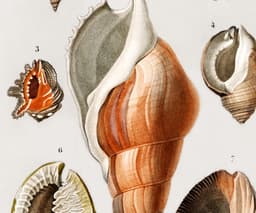 Vintage Mollusques Seashell Print, D'Orbigny Marine Illustration, Coastal Giclée Art 3