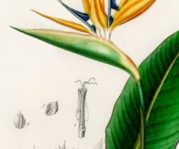 Bird of Paradise Flower Wall Art Print, Vintage Botanical Flower by D'Orbigny 4