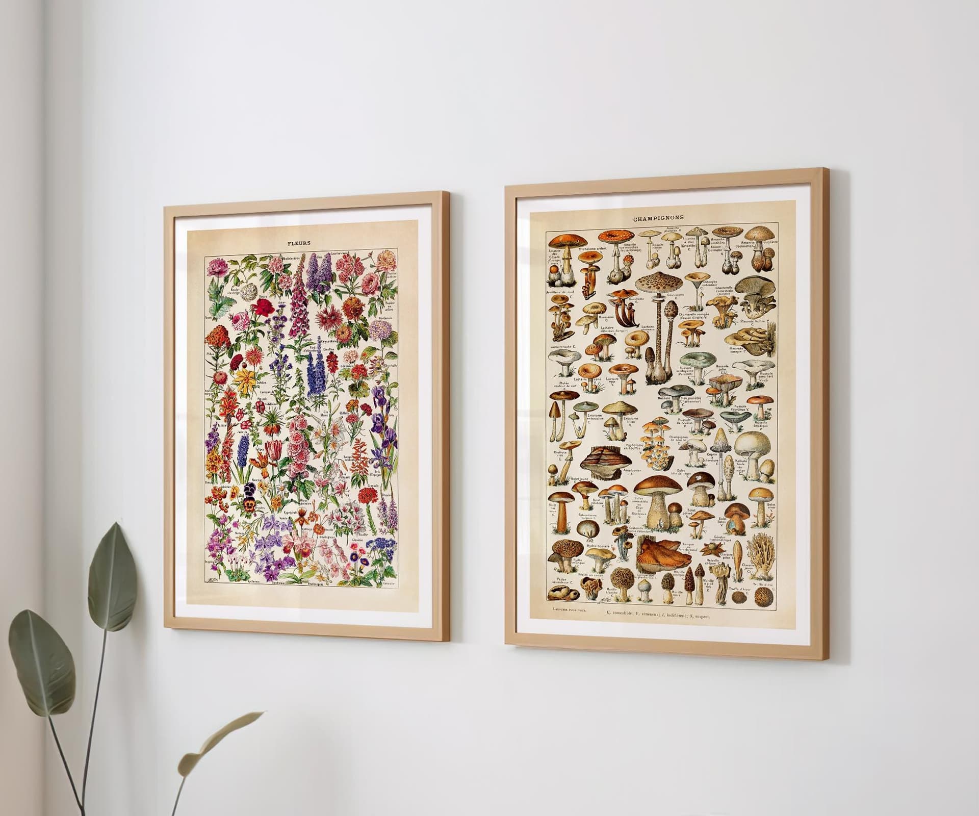 Adolphe Millot Botanical Prints, Vintage Mushroom and Flower Wall Art (Set of 2)