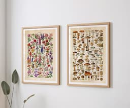 Adolphe Millot Botanical Prints, Vintage Mushroom and Flower Wall Art (Set of 2) 1