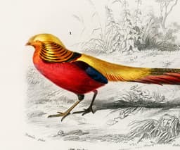 Bird wall art print, vintage faisan doré golden pheasant, charles d'orbigny french encyclopedia, tropical bird decor, giclée fine art print 2