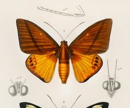 Vintage Butterfly Print, Charles Dessalines D'Orbigny Scientific Illustration, Exotic Insect Decor (Giclée Print) 2