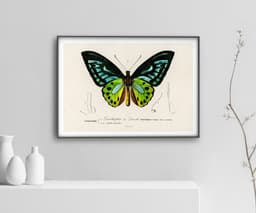 Butterfly Wall Art Print, Ornithoptère de Durville, Charles Dessalines D'Orbigny, Exotic Insect Decor, Botanical Art, Giclée Fine Art Print 4