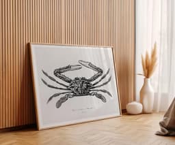Vintage Crab Illustration Print, Charles D'Orbigny Marine Art, Black White Coastal Decor 4