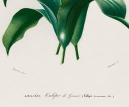 Vintage Tulipa Botanical Wall Art, Charles D'Orbigny Floral Print (Giclée) 4