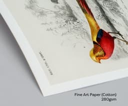 Bird wall art print, vintage faisan doré golden pheasant, charles d'orbigny french encyclopedia, tropical bird decor, giclée fine art print 3