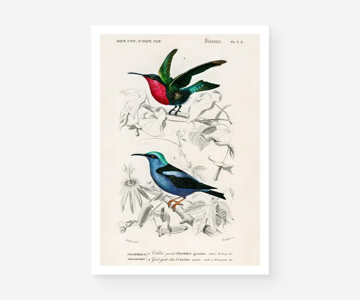 Hummingbird wall art print, vintage colibri illustration, tropical bird decor, charles d'orbigny french encyclopedia, giclée fine art print