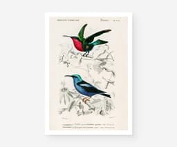 Hummingbird wall art print, vintage colibri illustration, tropical bird decor, charles d'orbigny french encyclopedia, giclée fine art print 1