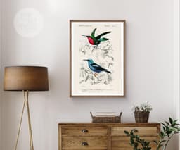 Hummingbird wall art print, vintage colibri illustration, tropical bird decor, charles d'orbigny french encyclopedia, giclée fine art print 6