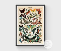 Vintage Butterfly Botanical Print, Adolphe Millot, Educational Poster Chart, Classroom Decor 9