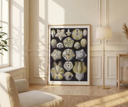 Starfish Wall Art Print, Vintage Ernst Haeckel Illustration, Ocean Marine Decor, Coastal Wall Art, Bathroom Art, Giclée Fine Art Print 5