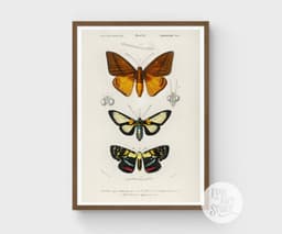 Vintage Butterfly Print, Charles Dessalines D'Orbigny Scientific Illustration, Exotic Insect Decor (Giclée Print) 8