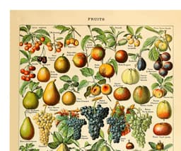 Vintage Fruit Botanical Print, Adolphe Millot Illustration, Kitchen Wall Art (Giclée) 3
