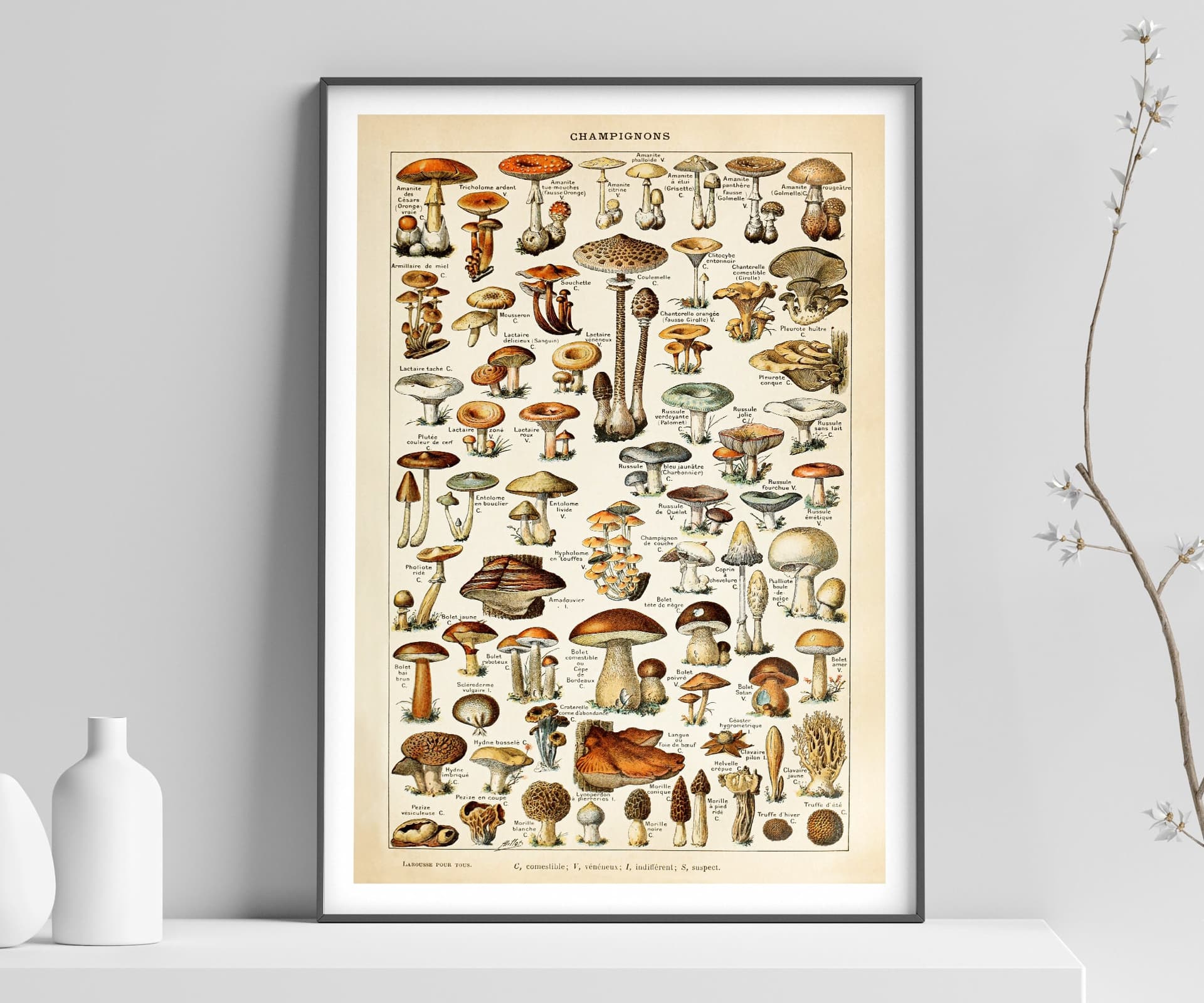 Mushroom Wall Art Print, Vintage Champignons Illustration, Adolphe Millot Fungi Poster, Kitchen Decor, Botanical Art, Giclée Fine Art Print