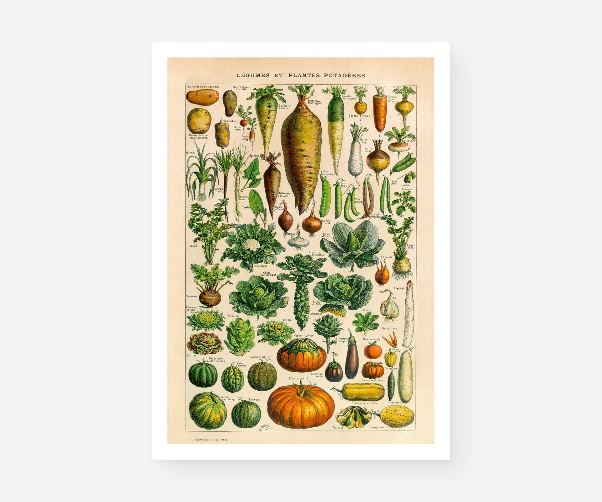 Vintage Botanical Print, Adolphe Millot Vegetables, Kitchen Decor Fine Art