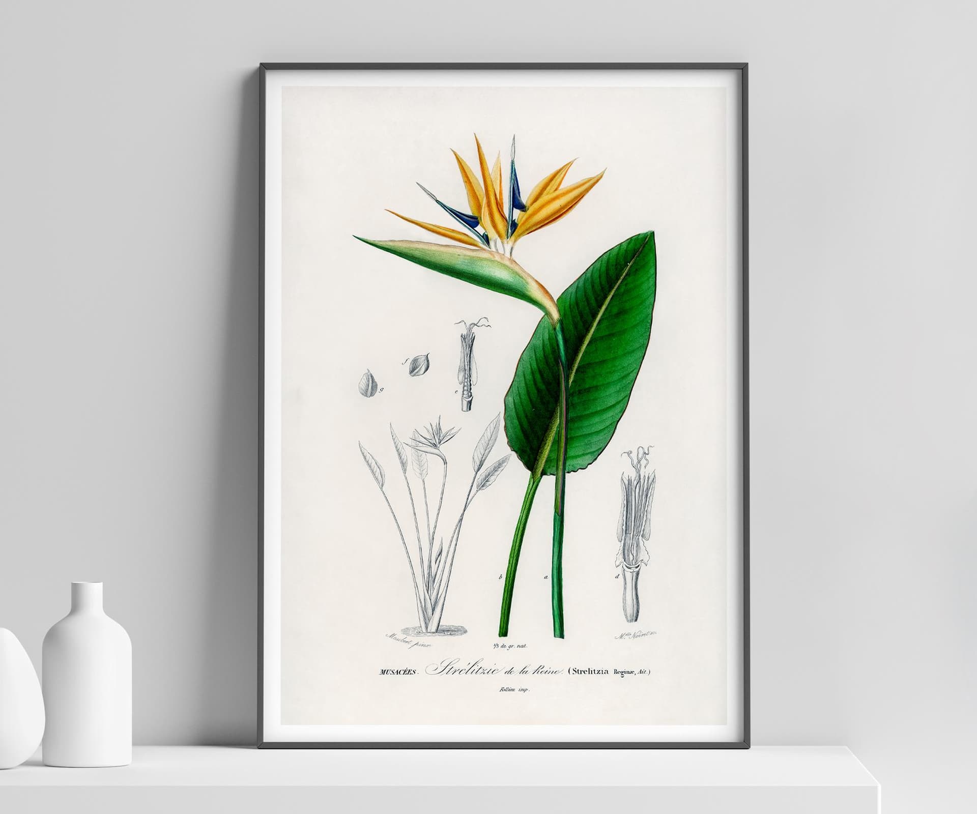 Bird of Paradise Flower Wall Art Print, Vintage Botanical Flower by D'Orbigny