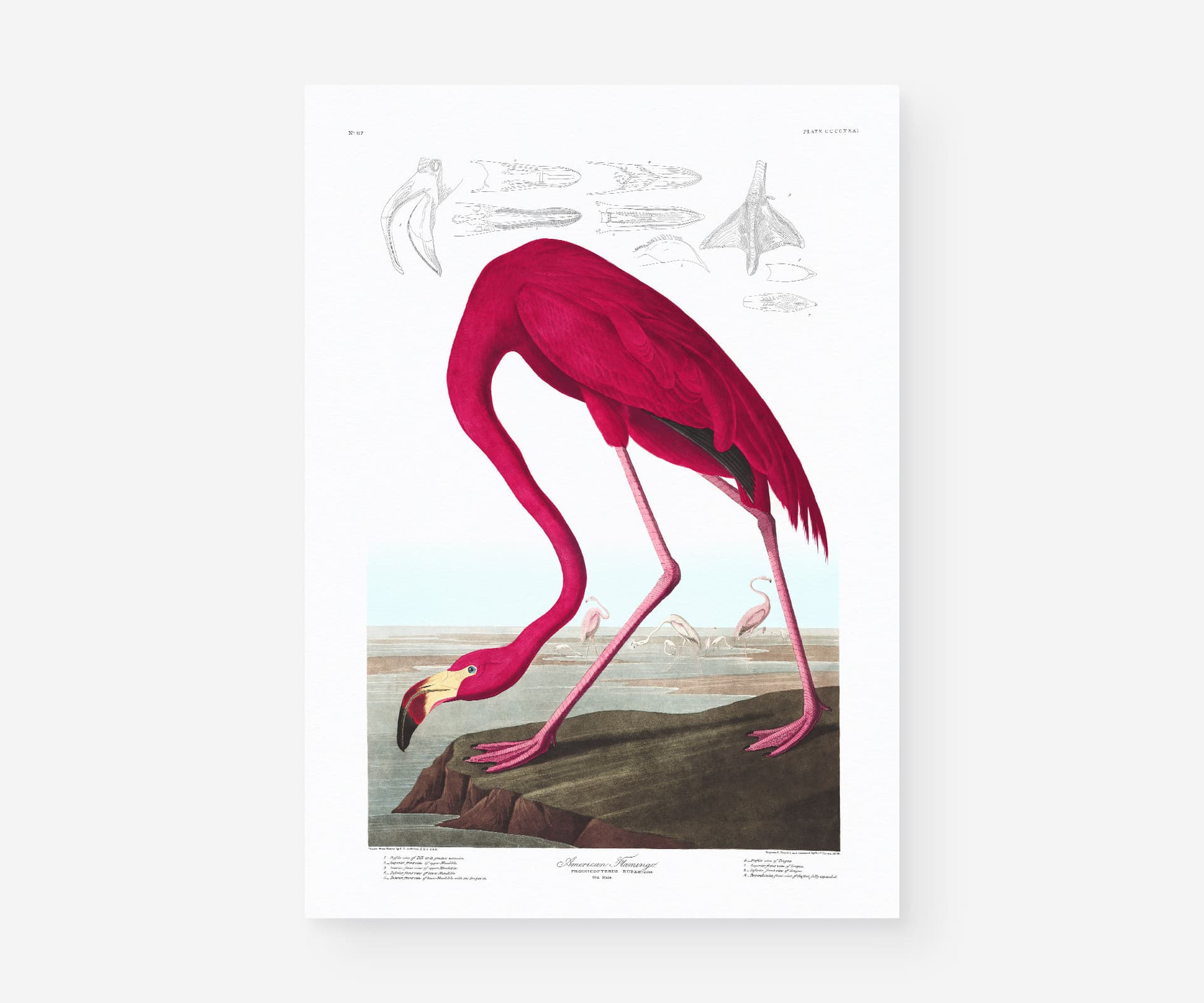 Pink Flamingo Print, Audubon Birds of America Illustration, Vintage Botanical Print for Wall