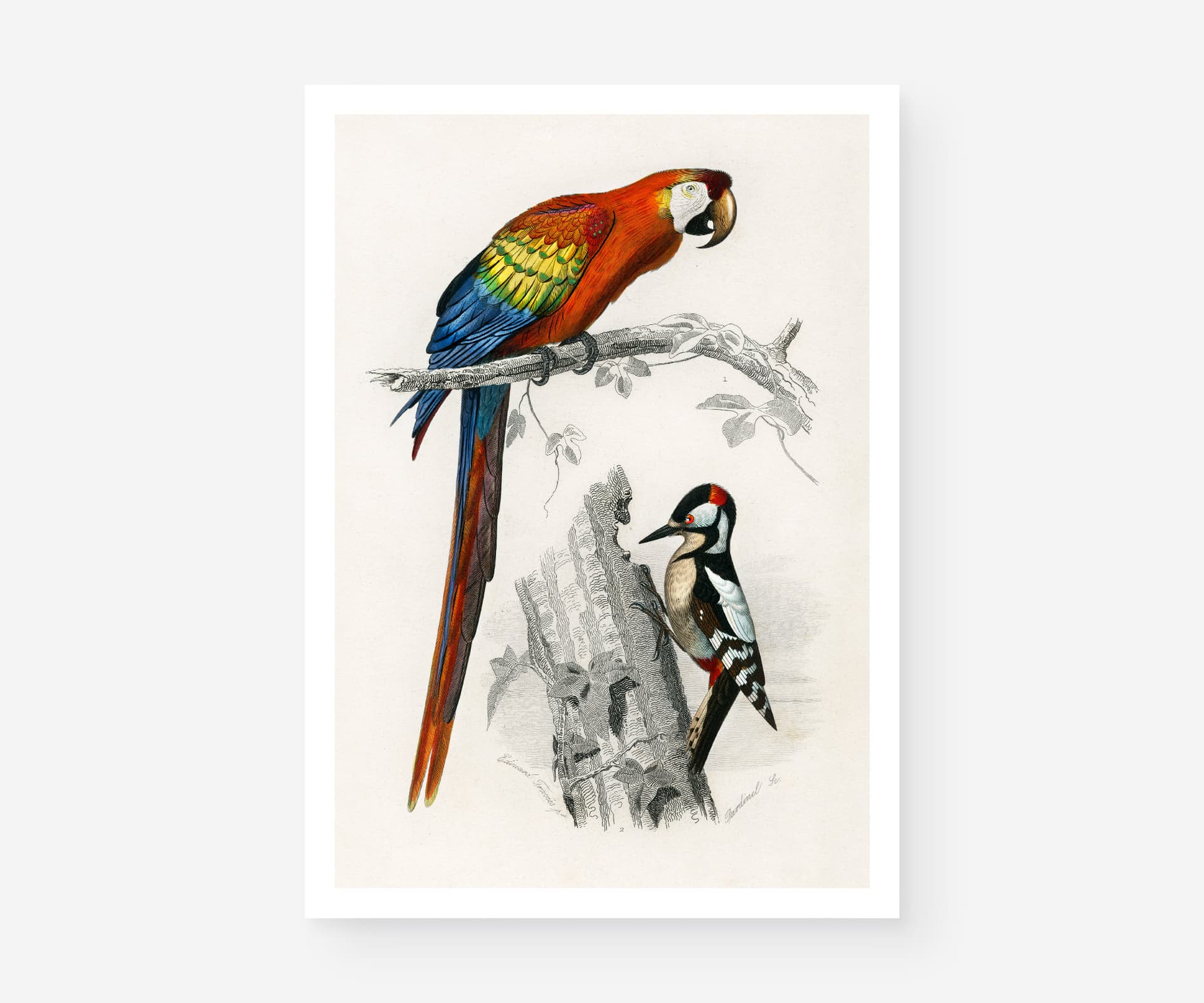 Vintage Bird Print, Red Macaw and Woodpecker, Charles D'Orbigny Colorful Tropical Parrot, Wall Art