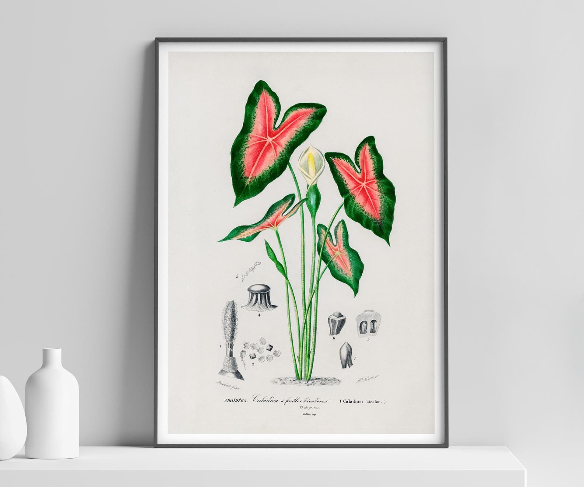Elephant Ear Plant Print, D'Orbigny Vintage Botanical Flower, Vintage Foliage Art, Tropical Wall Decor, Floral Wall Art
