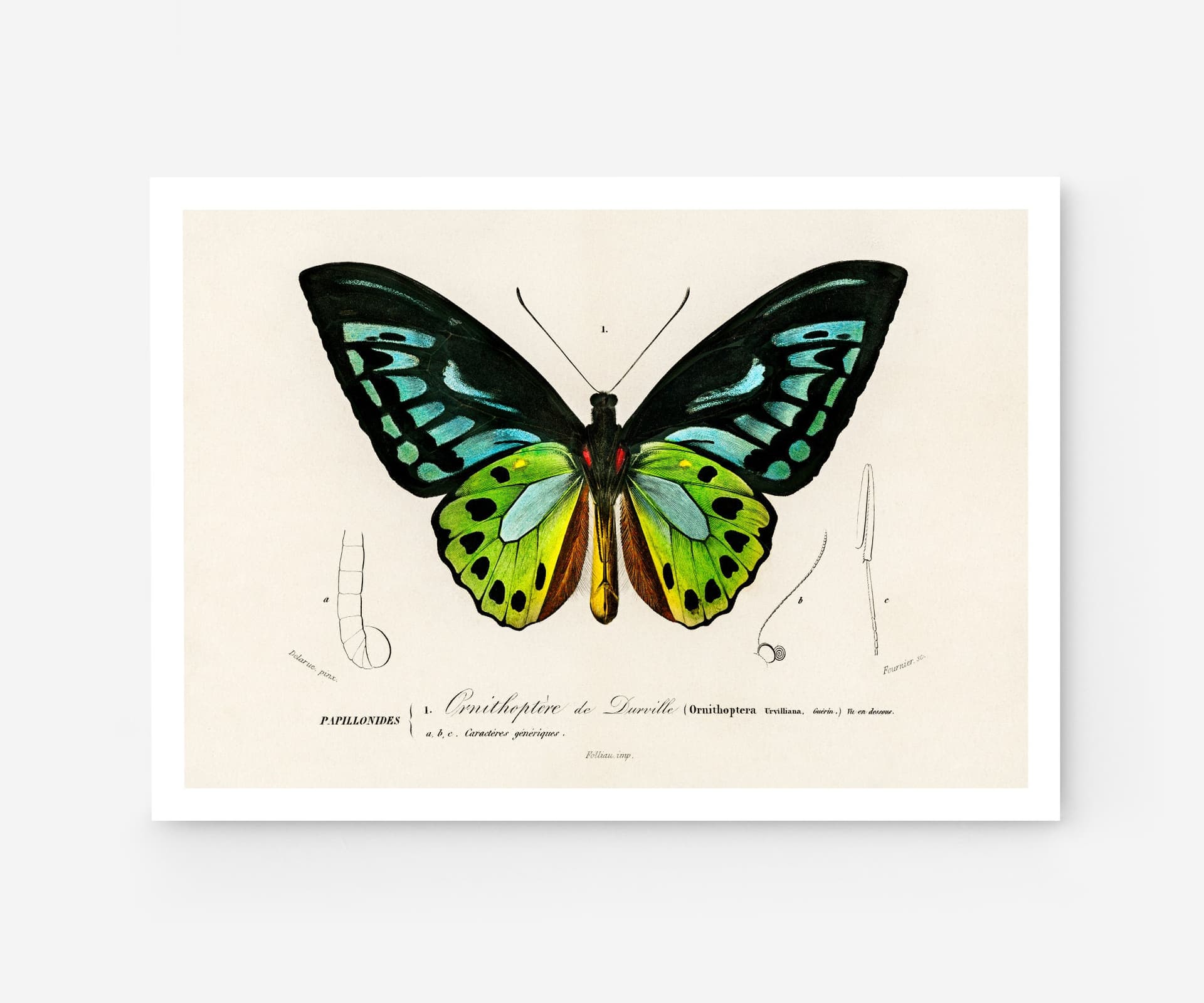Butterfly Wall Art Print, Ornithoptère de Durville, Charles Dessalines D'Orbigny, Exotic Insect Decor, Botanical Art, Giclée Fine Art Print